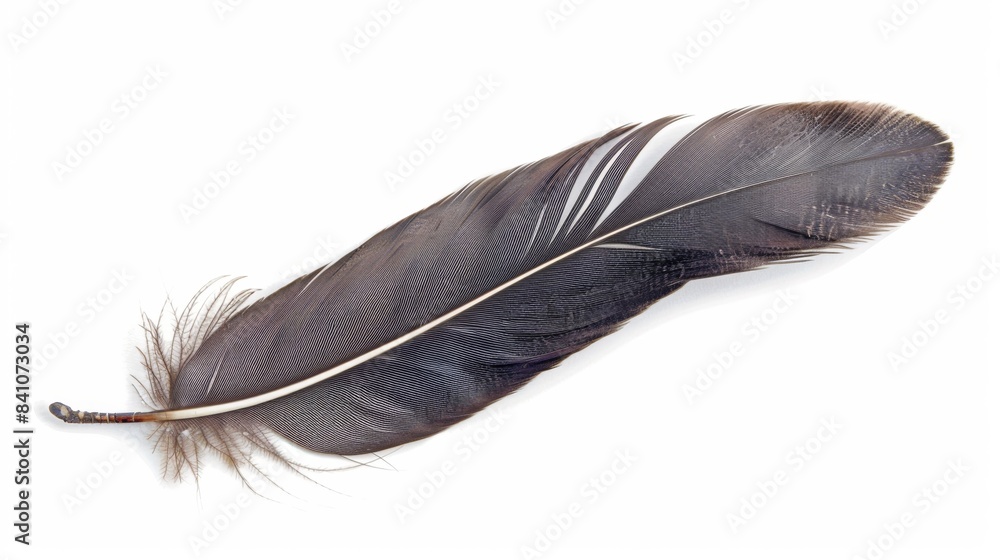 bird feather Isolated on white background bird feather Isolated on white background