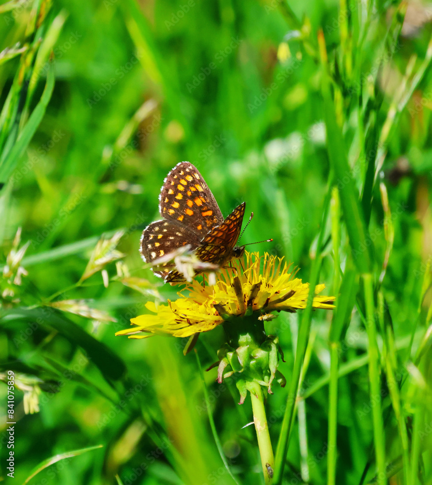 Fototapeta premium butterfly on a flower