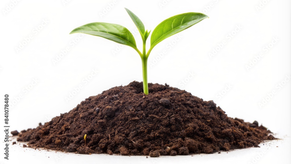 Fresh green sprout emerging from a small mound of dark soil, solitary and centered on a pure white isolated background, symbolizing new life and growth. Fresh green sprout emerging from a small mound of dark soil, solitary and centered on a pure white isolated background, symbolizing new life and growth.