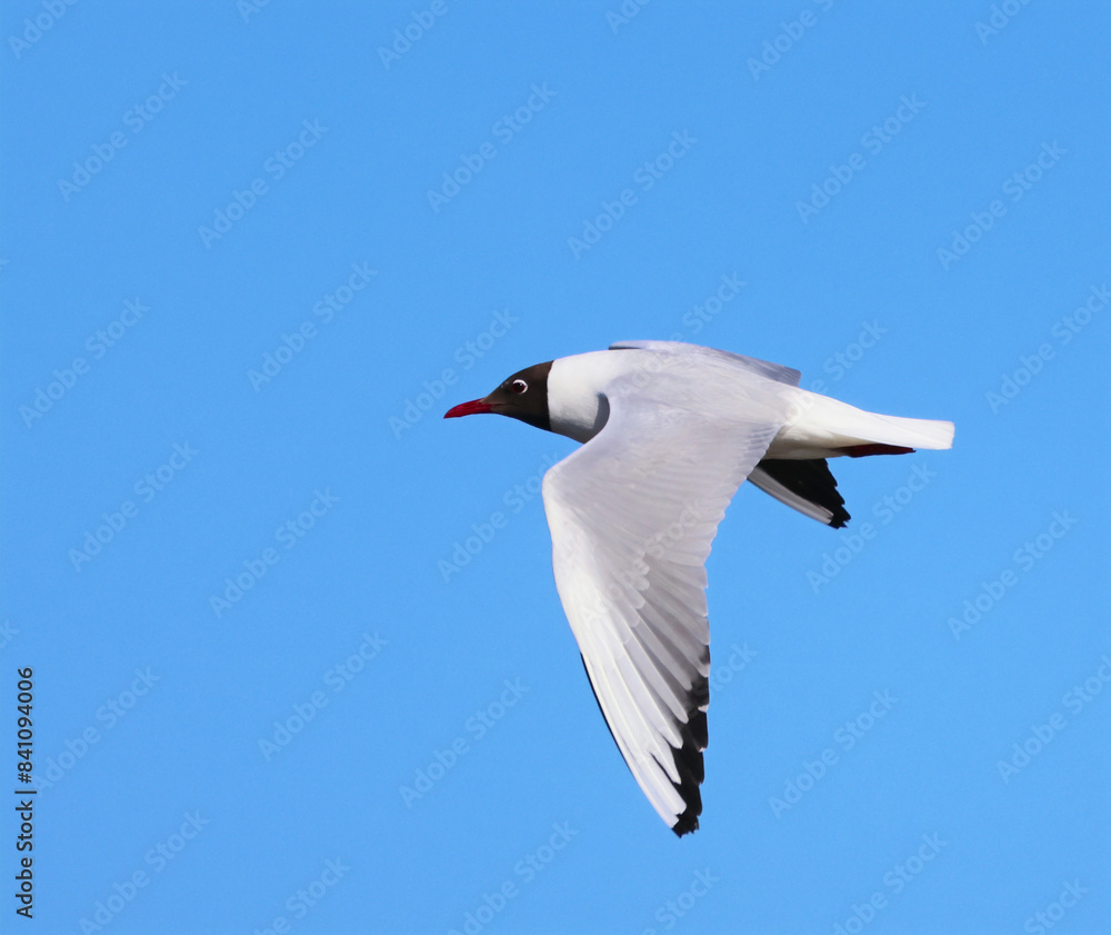 Obraz premium seagull in the sky