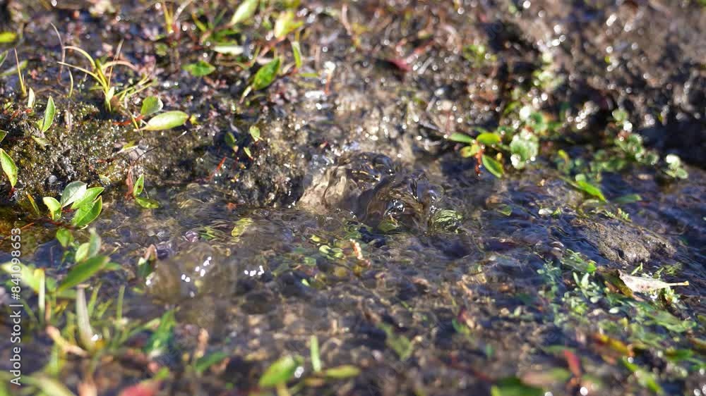 Natural Spring With Clear Fresh Water on Sunny Day in Landscape of Greenland, Close Up Natural Spring With Clear Fresh Water on Sunny Day in Landscape of Greenland, Close Up