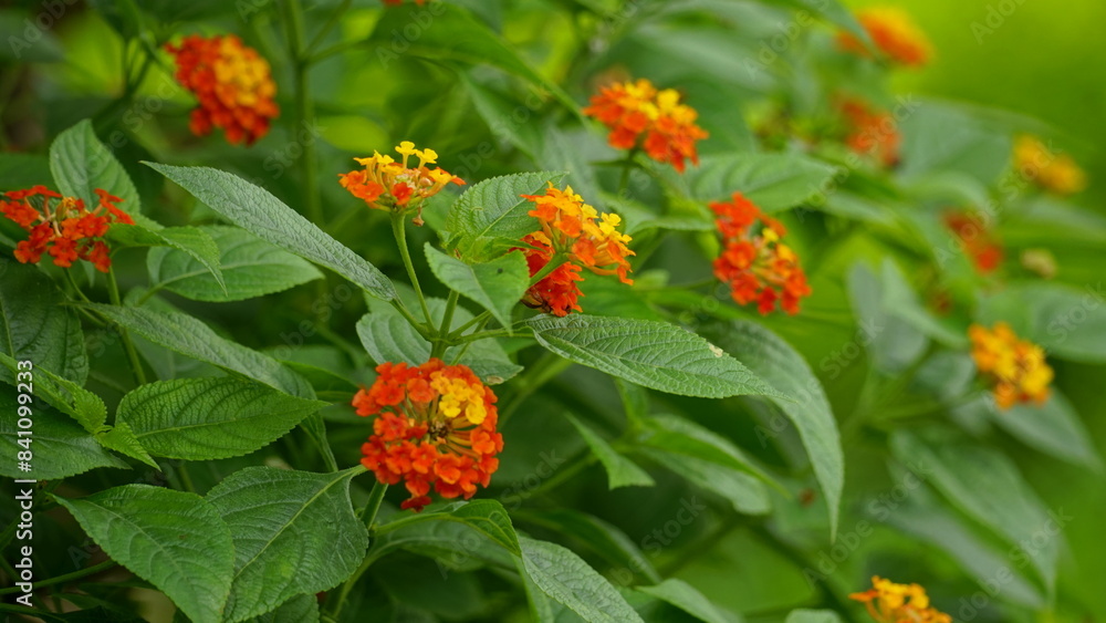 Close-up of colorful Lantana camara flowers blooming Close-up of colorful Lantana camara flowers blooming