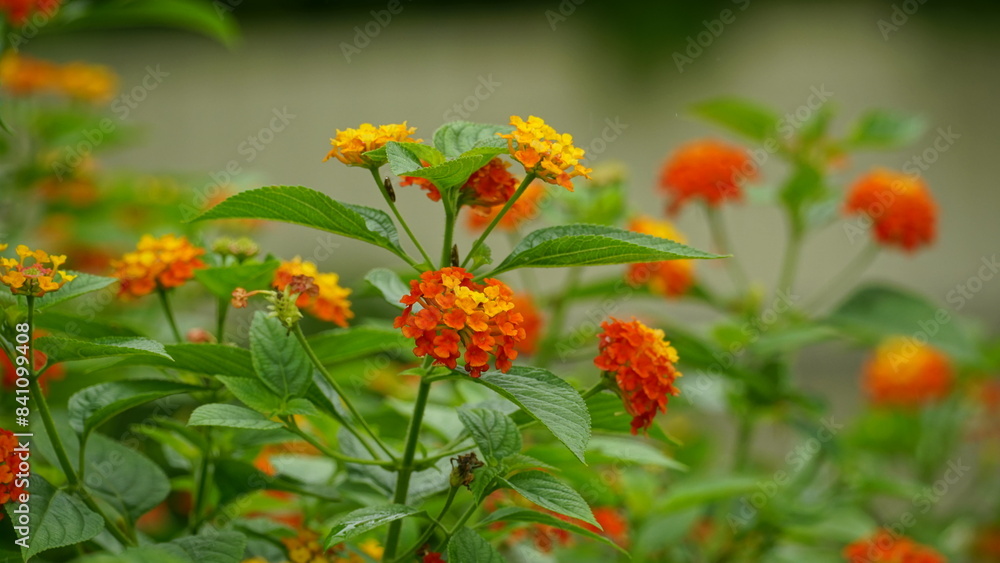 Close-up of colorful Lantana camara flowers blooming Close-up of colorful Lantana camara flowers blooming