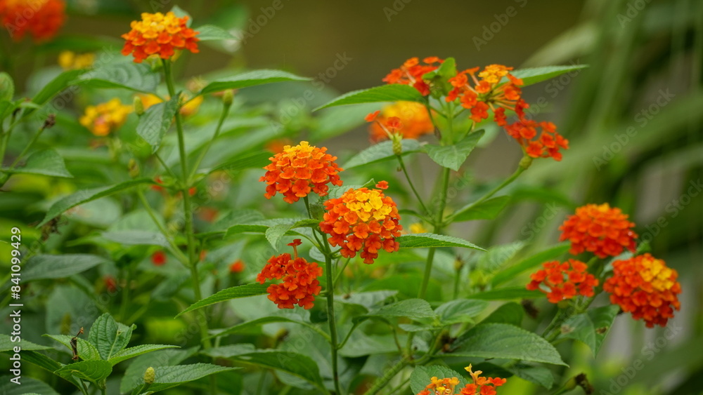 Close-up of colorful Lantana camara flowers blooming Close-up of colorful Lantana camara flowers blooming