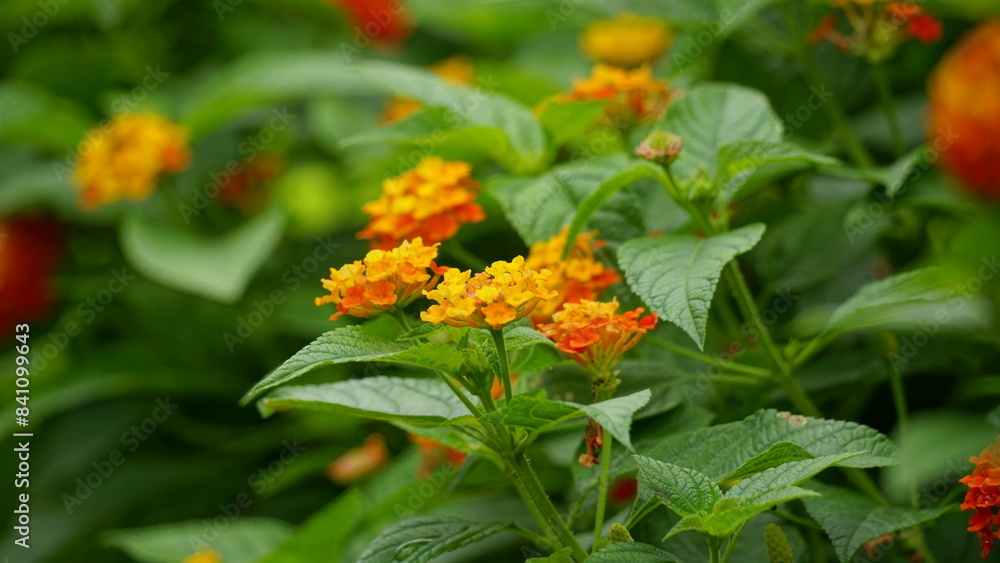Close-up of colorful Lantana camara flowers blooming Close-up of colorful Lantana camara flowers blooming