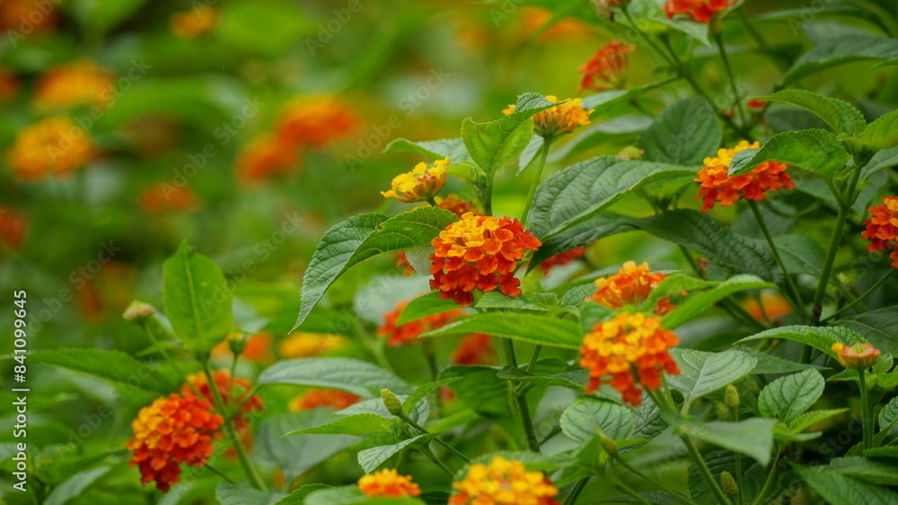 Close-up of colorful Lantana camara flowers blooming Close-up of colorful Lantana camara flowers blooming