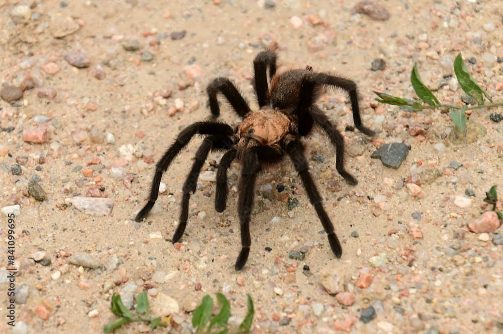 close up of a male oklahoma brown tarantula during the annual fall  tarantula trek in vogel canyon, along the santa fe trail scenic byway near la junta, in southeastern colorado 
