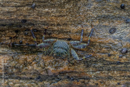 beautiful big crab crawling on a rock. indian ocean sri lanka