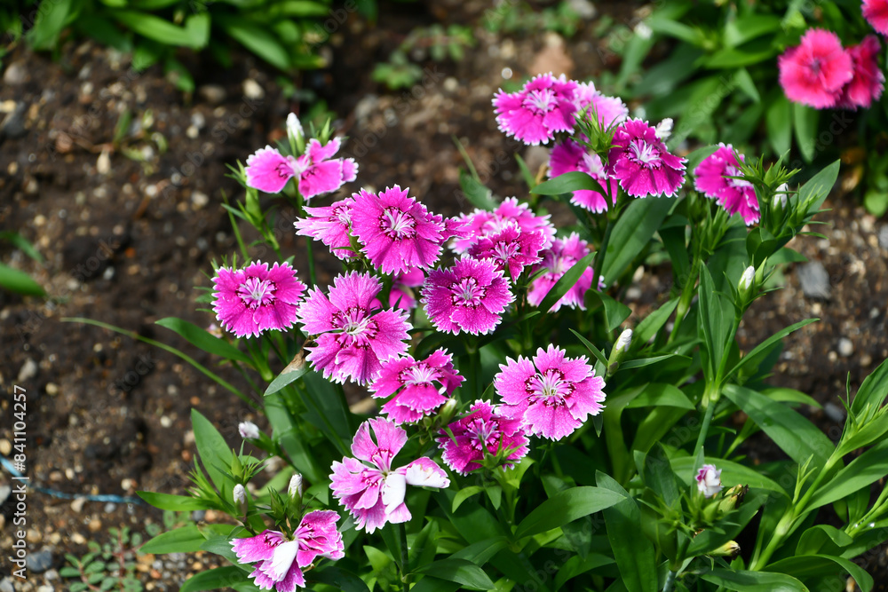 Obraz premium ナデシコ Dianthus