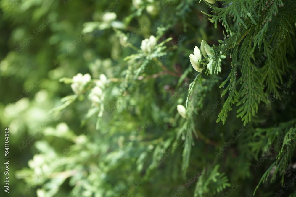 한여름 나뭇잎들이 시원합니다