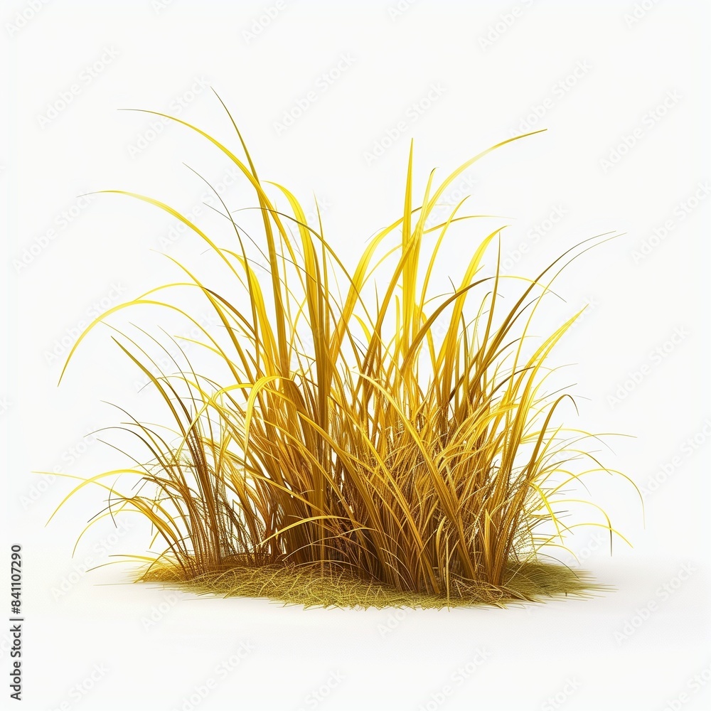 Grass plant yellow small long leaves nature agriculture decoration Grass plant yellow small long leaves nature agriculture decoration