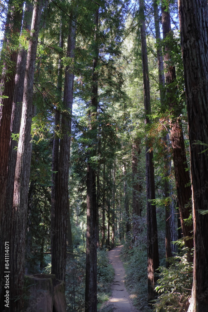 Fototapeta premium Trail through a dense redwood forest in the Santa Cruz mountains, California