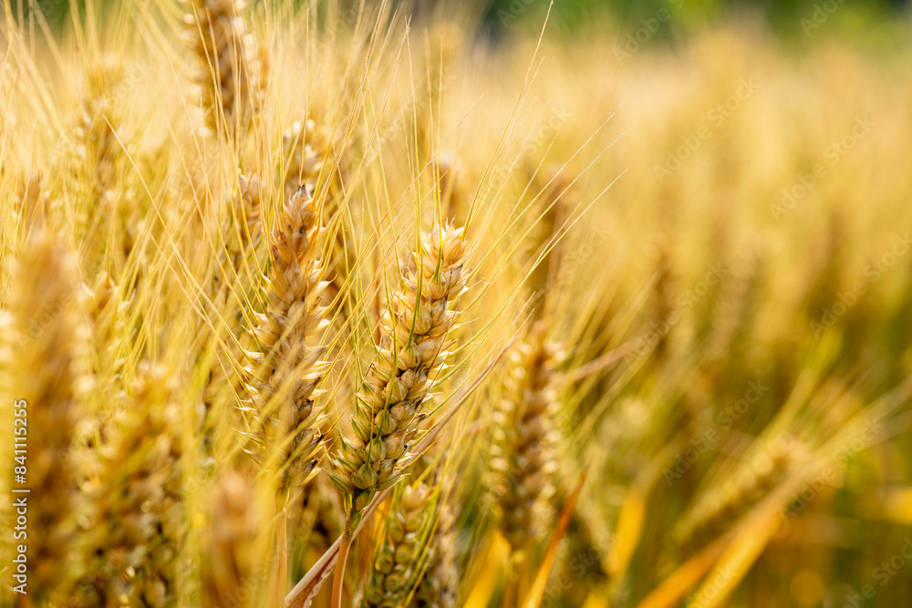golden wheat field golden wheat field
