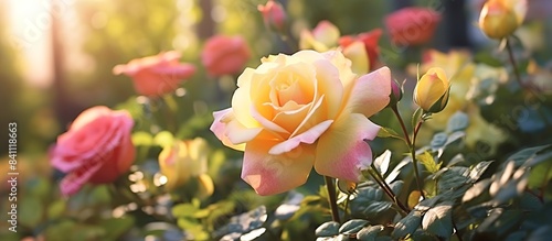 Beautiful light yellow rose flowers are in the garden © Sarina