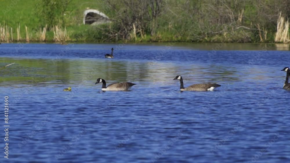 Female Canadian Goose with Goslings at Edmonton Lake, Canada in Spring Female Canadian Goose with Goslings at Edmonton Lake, Canada in Spring