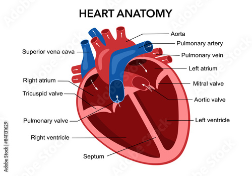 Human heart organ anatomy diagram in flat design on white background.