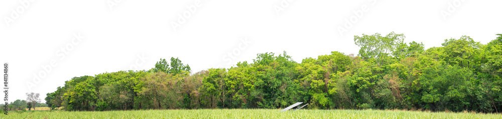 Green Trees on transparent background. are Forest and foliage in summer for both printing and web pages with cut path and alpha channel Green Trees on transparent background. are Forest and foliage in summer for both printing and web pages with cut path and alpha channel