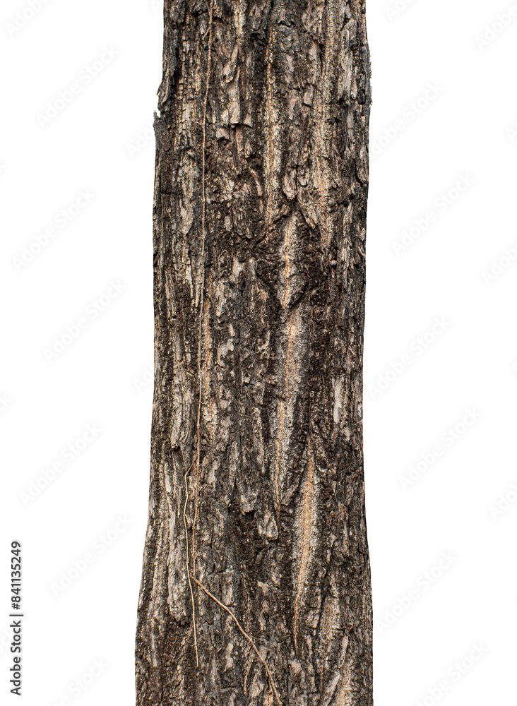 Fototapeta premium Trunk of a tree Isolated On transparent Background..