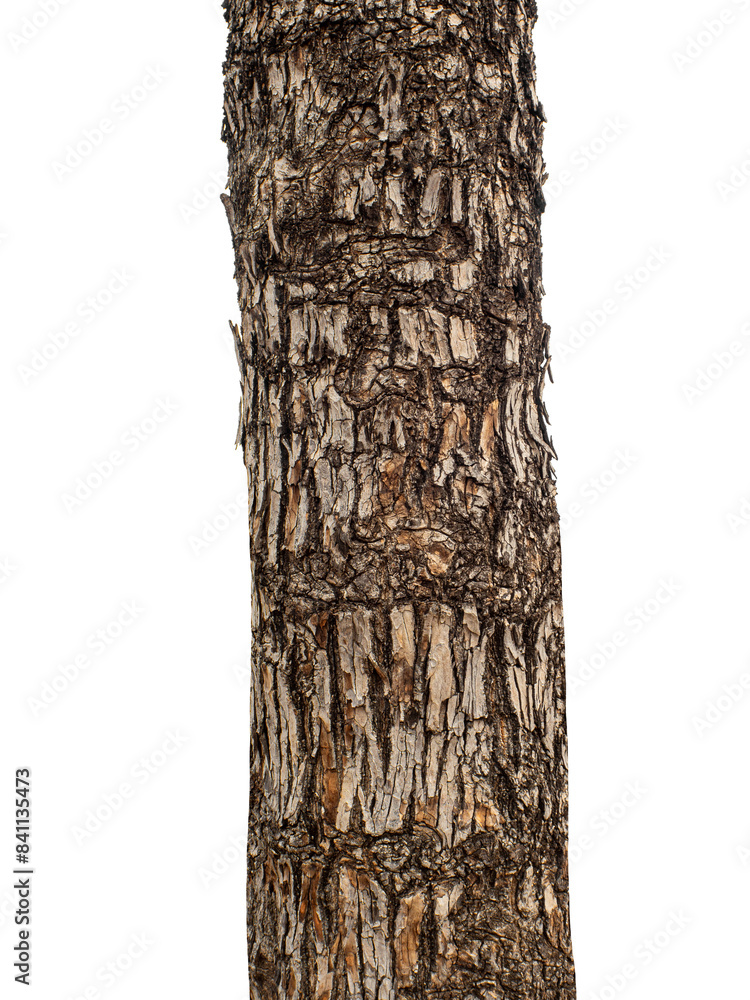 Fototapeta premium Trunk of a tree Isolated On transparent Background.