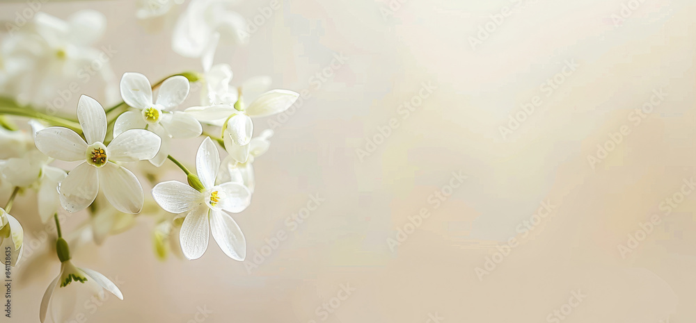Fototapeta premium Delicate baby's breath flowers against a soft beige background