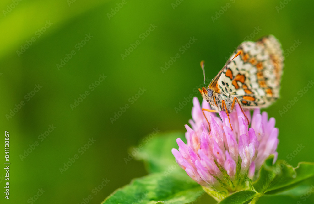 Ein wunderschöner Schmetterling auf einer Kleeblüte Ein wunderschöner Schmetterling auf einer Kleeblüte
