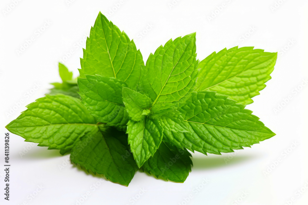 Close up of green leafy plant on white surface. Close up of green leafy plant on white surface.