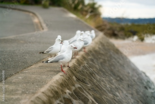 Fotografie many seagulls sitting on the quay wall