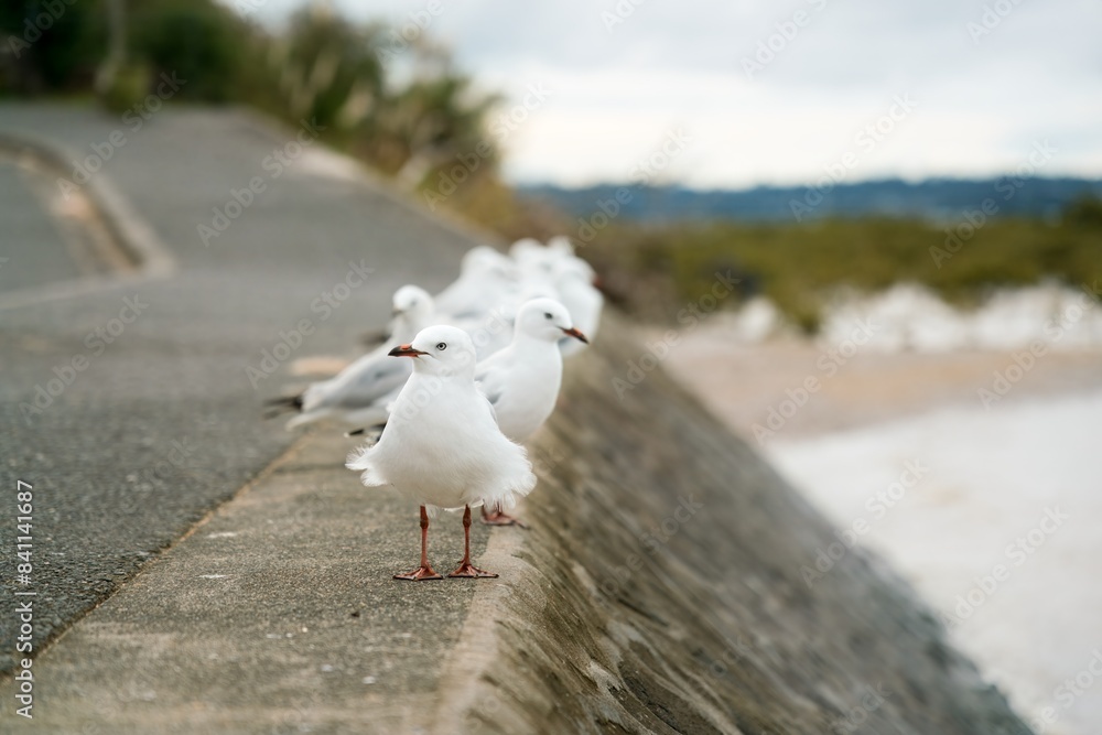 Obraz premium many seagulls sitting on the quay wall