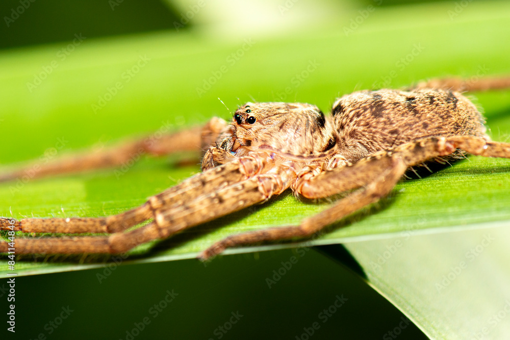 Huntsman spiders, members of the family Sparassidae, are known by this name because of their speed and mode of hunting. Huntsman spiders, members of the family Sparassidae, are known by this name because of their speed and mode of hunting.