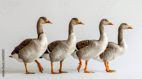 Chinese Geese clearly photo on white background ,  photo