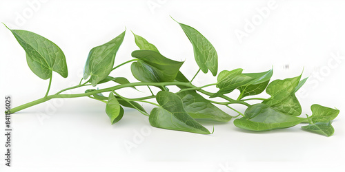 Colorful devils ivy leaves Ceylon creeper foliage, 3d illustration of set fiscus plumula creeper isolated on a white background.  photo