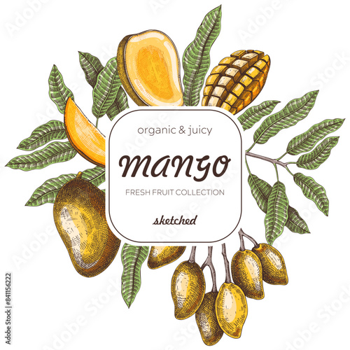 Summer background. Tropical fruit sketches. Mango hand-drawn vector illustration. Exotic plants frame. Juice packaging, invitation card template, print design. NOT AI generated