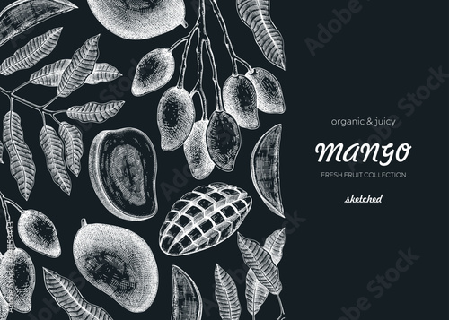 Vintage tropical background. Ripe mango sketch. Hand-drawn vector illustration. Tropical fruit banner design, juice packaging, print. NOT AI generated