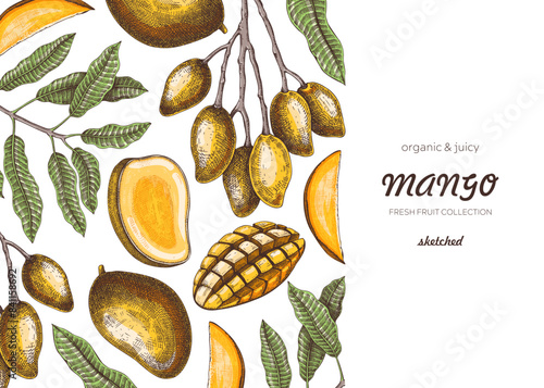 Vintage tropical background. Ripe mango sketch. Hand-drawn vector illustration. Tropical fruit banner design, juice packaging, mixed media print. NOT AI generated