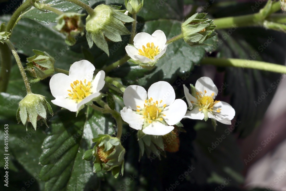 white,small flowers of strawberry plant close up white,small flowers of strawberry plant close up