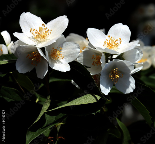 white,fragrant tetrapetalous flowers of jasmine bush at spring photo