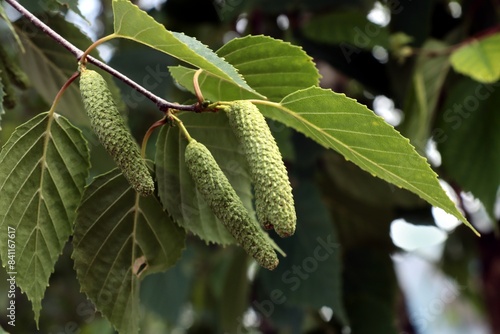 green seed vessels catkins of Betula papyrifera tree