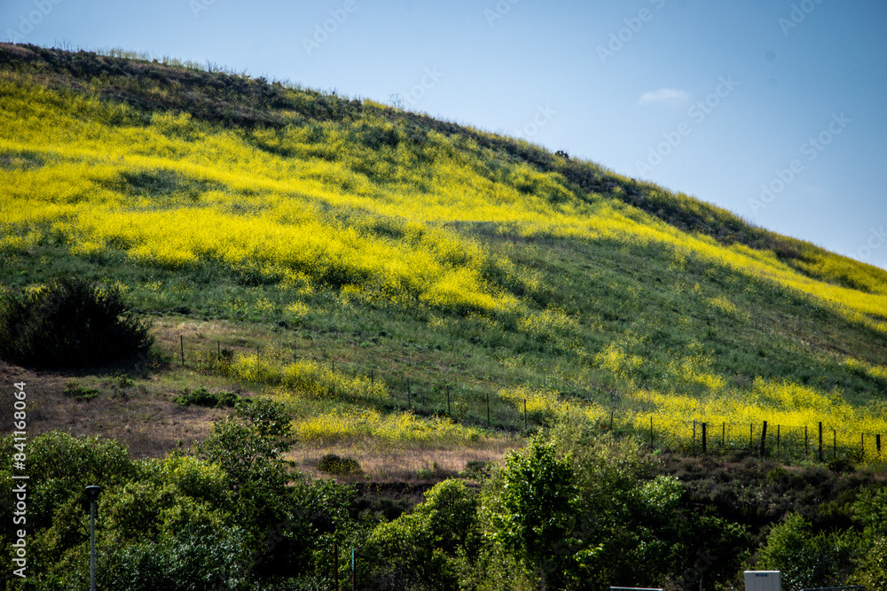 Obraz premium Yellow Wild Flowers over California Hills