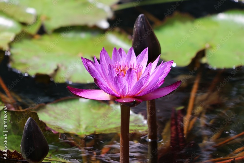 pink water lily pink water lily