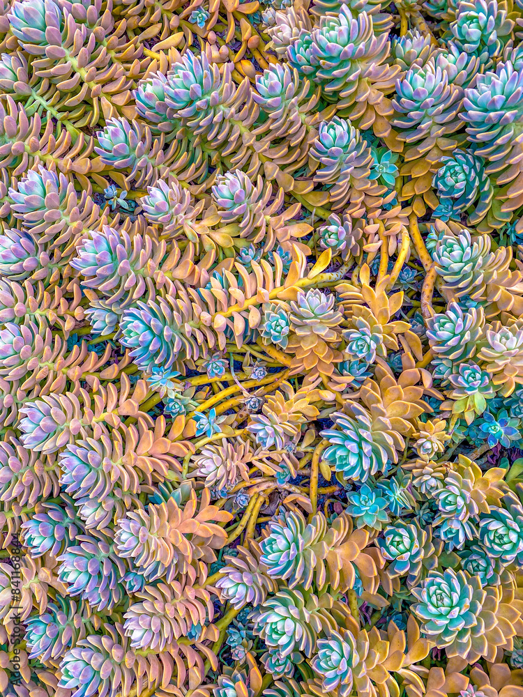 Close up of succulents Close up of succulents