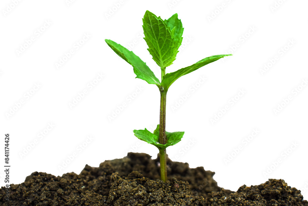 Leaves of mint or Peppermint growing in sunlight closeup, Growing tree, Fresh raw mint leaves isolated on transparent background with clipping path, Mint leaves Leaves of mint or Peppermint growing in sunlight closeup, Growing tree, Fresh raw mint leaves isolated on transparent background with clipping path, Mint leaves