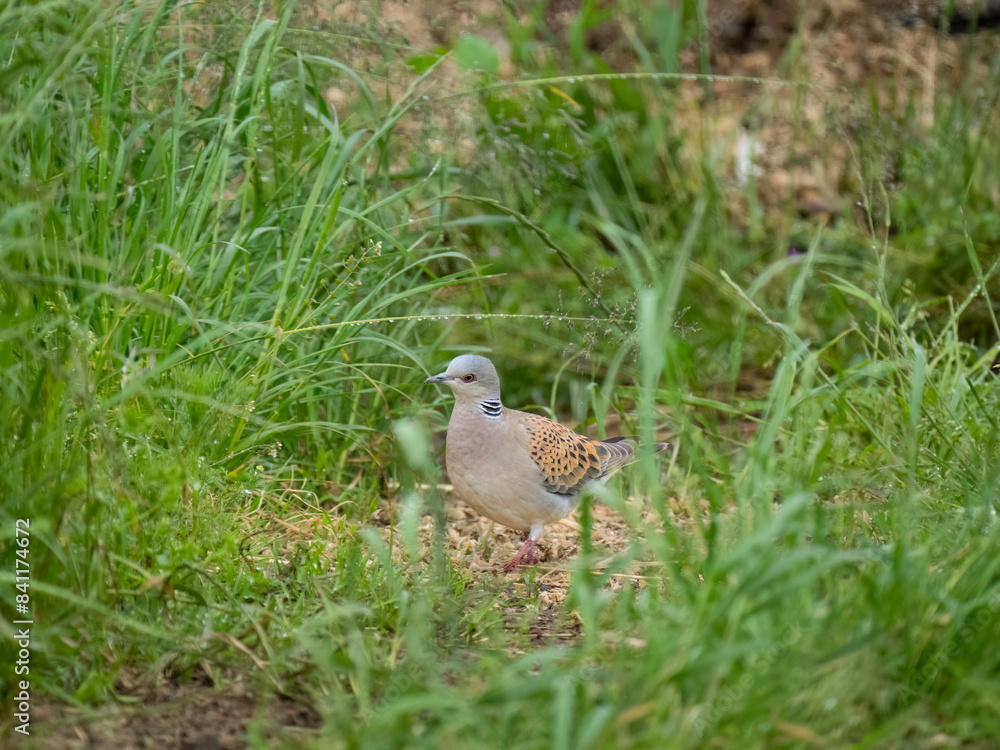 Turteltaube (Streptopelia turtur) Turteltaube (Streptopelia turtur)