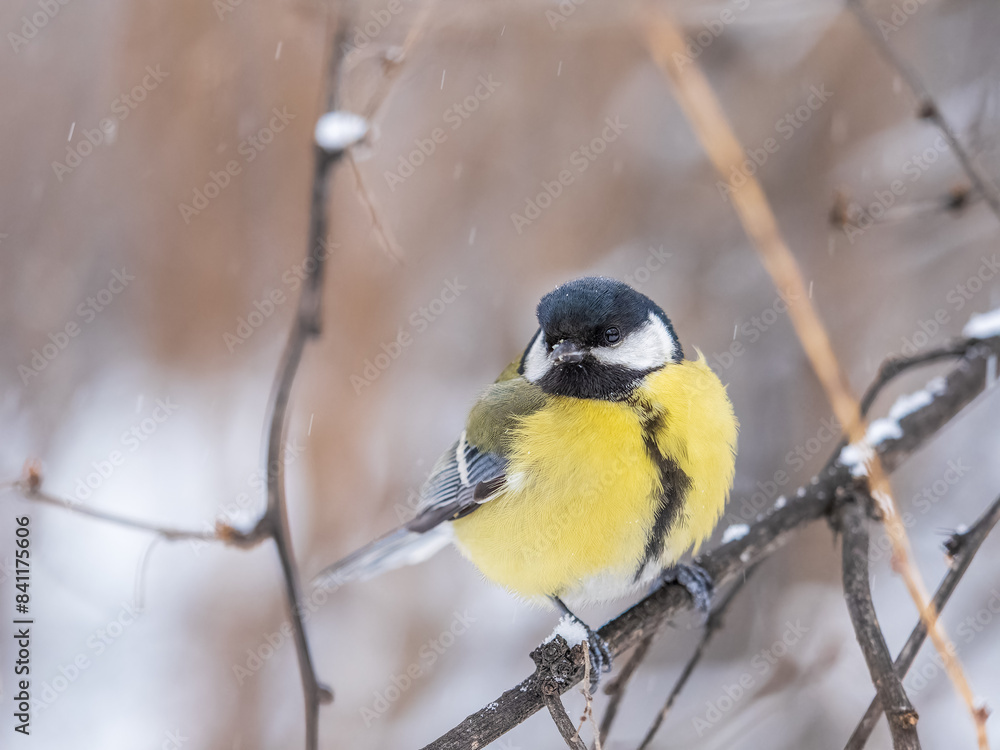 Cute bird Great tit, songbird sitting on the fir branch with snow in winter Cute bird Great tit, songbird sitting on the fir branch with snow in winter