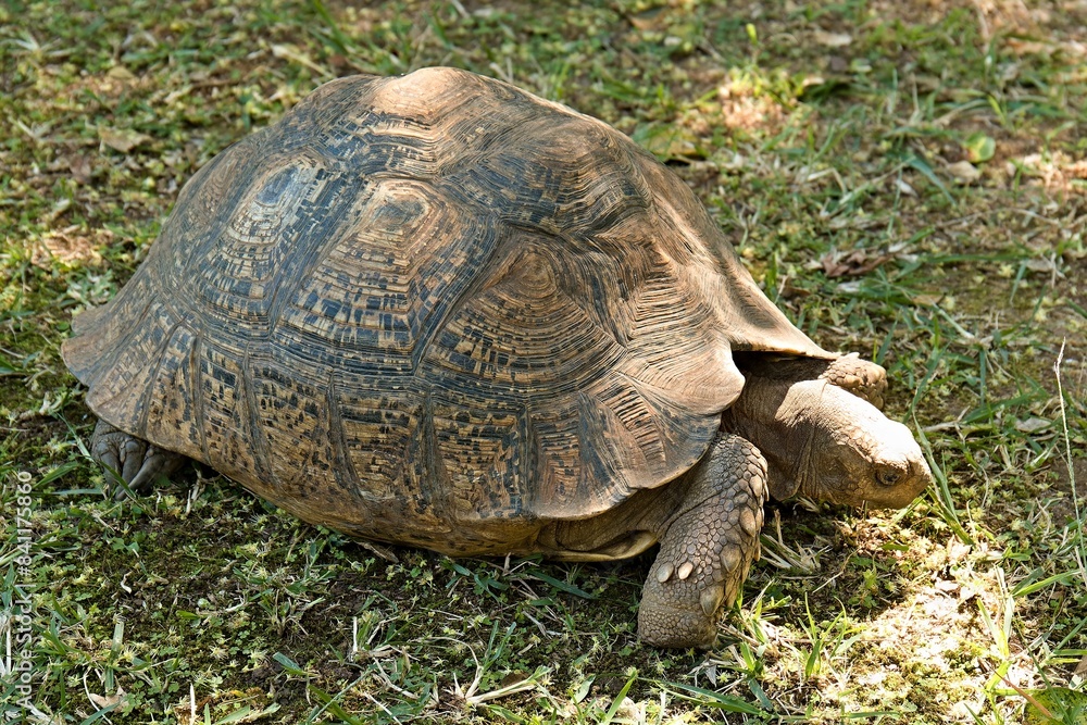 Fototapeta premium Leopard Tortoise (Stigmochelys pardalis) in Phezulu Safari Park, near Durban city. Republic of South Africa. Africa.