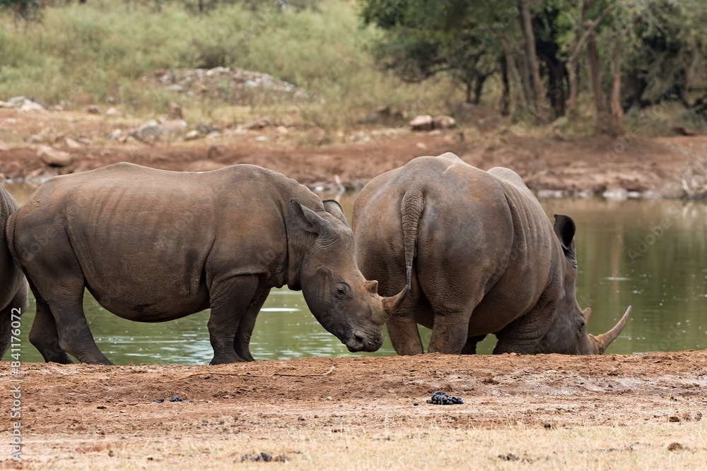 A white rhinoceros (Ceratotherium simum) at a watering hole in Hlane Royal National Park. Eswatini. Africa. A white rhinoceros (Ceratotherium simum) at a watering hole in Hlane Royal National Park. Eswatini. Africa.