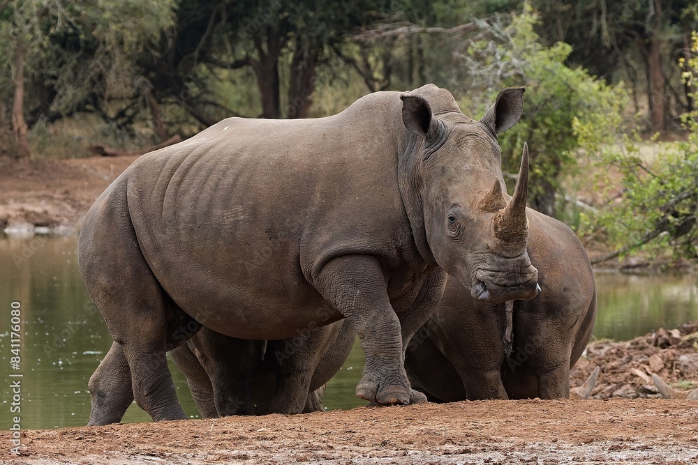 Fototapeta premium A white rhinoceros (Ceratotherium simum) at a watering hole in Hlane Royal National Park. Eswatini. Africa.