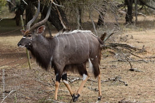 Male Nyala (Tragelaphus angasii) in Hlane Royal National Park. Eswatini. Africa. photo