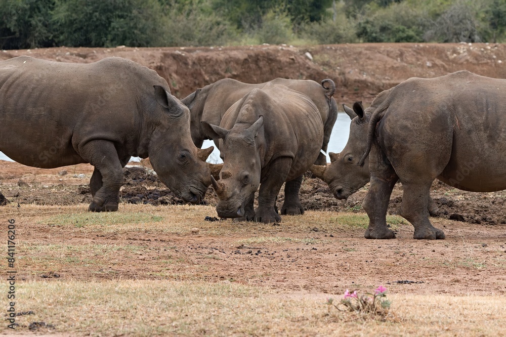 A white rhinoceros (Ceratotherium simum) at a watering hole in Hlane Royal National Park. Eswatini. Africa. A white rhinoceros (Ceratotherium simum) at a watering hole in Hlane Royal National Park. Eswatini. Africa.