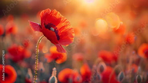 Beautiful nature background with red poppy flower poppy in the sunset in the field. Remembrance day, Veterans day, lest we forget concept