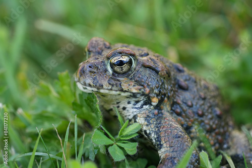 Closeup on an adult Western toad, Anaxyrus or Bufo boreas sitting on the grass